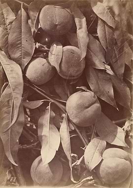 Vintage Peach Tree Photograph