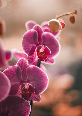 Pink Orchid Blossom Close-Up