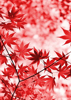Red Maple Leaves
