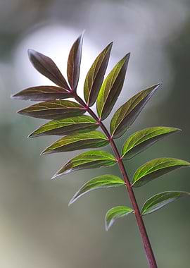 Green and Brown Leafy Stem
