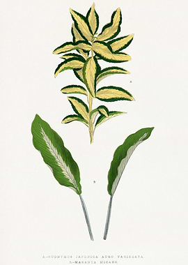 Botanical Illustration of Euonymus and Maranta