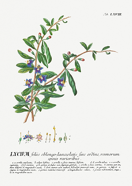 Lycium Botanical Illustration with Latin Text