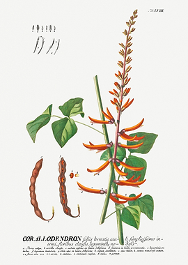 Corallodendron Botanical Illustration