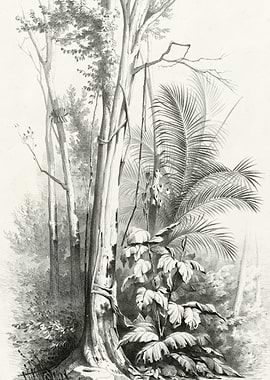 Monochrome Jungle Illustration