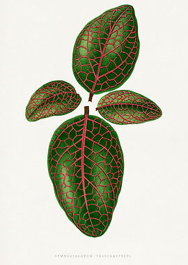 Gymnostachyum verschaffeltii botanical illustration