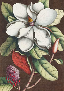 Magnolia Flower Botanical Illustration