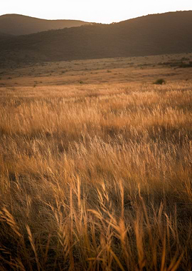 Golden Grass Field with Distant Hills