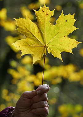 Yellow Maple Leaf Held in Hand