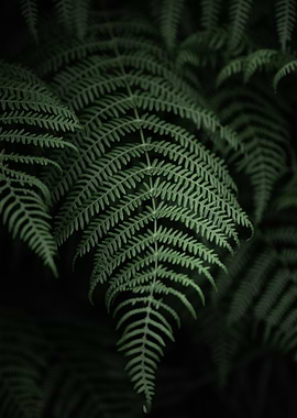 Fern fronds in dark green hues