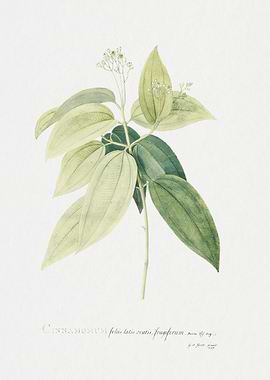 Cinnamomum botanical illustration