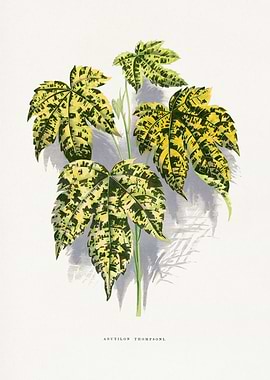 Abutilon Thompsonii Botanical Illustration