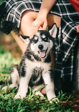 Husky puppy being petted outdoors