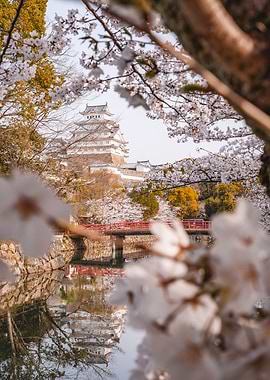 Himeji Castle with Cherry Blossoms