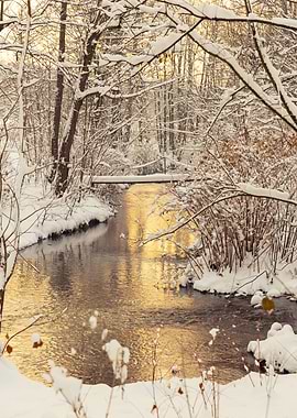 Winter River Scene with Snow-Covered Trees, Poland
