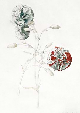 Floral botanical illustration of carnations