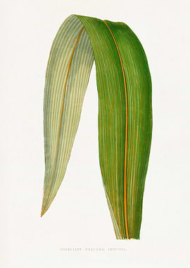 Cordyline Dracaena indivisa leaf illustration