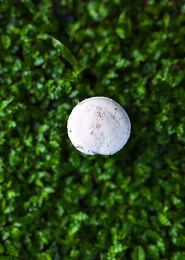 Mushroom on Greenery
