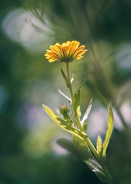 Radiant Yellow Flower in Natural Light