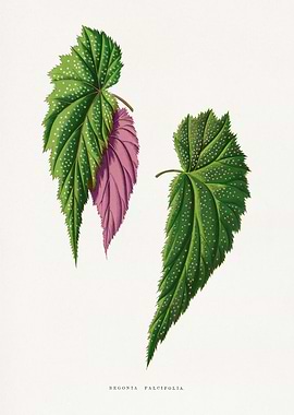 Begonia Falcifolia Botanical Illustration
