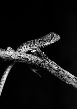 Lizard on Branch, Black and White