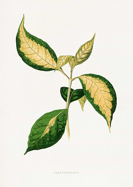 Graptophyllum Plant Illustration
