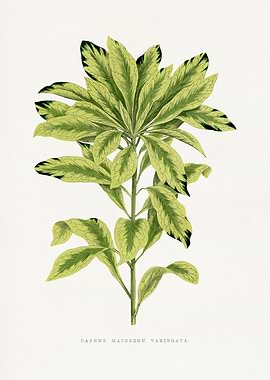 Daphne Mazerson Variegata Botanical Illustration