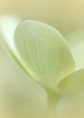 Soft Green Leaf