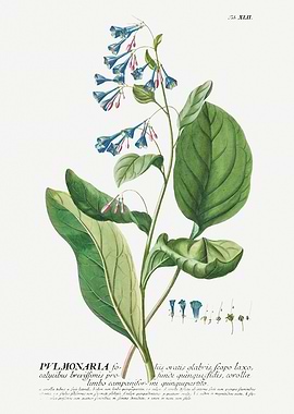 Botanical Illustration of Pulmonaria Flower