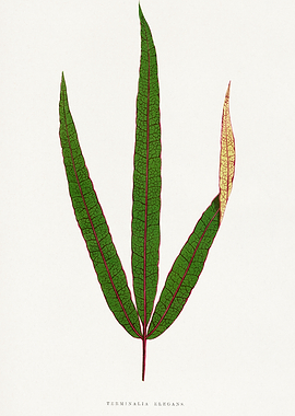 Terminalia Elegans Botanical Illustration