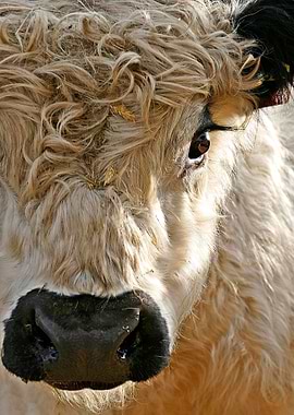 Close-up of a Highland Cow Face