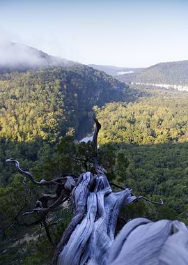 Overlook View with Twisted Tree