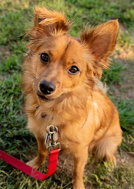 Cute Brown Dog with Red Leash
