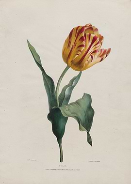 Botanical Tulip Illustration
