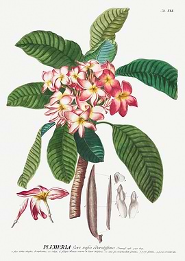 Plumeria Botanical Illustration