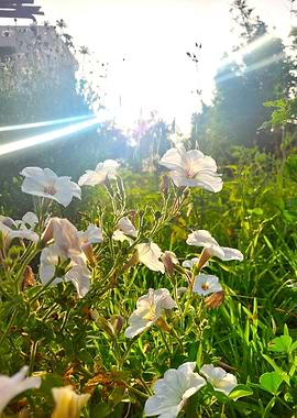 White Flowers in Sunlight