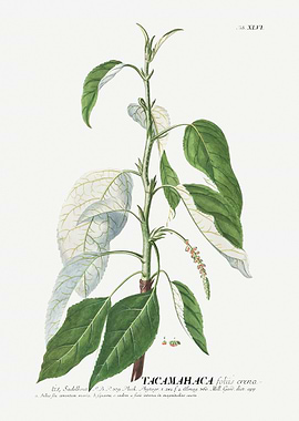 Tacmahaca Foliis Crena Botanical Illustration