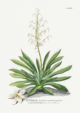 Yucca Plant Botanical Illustration