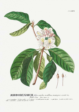 Rhododendron Botanical Illustration