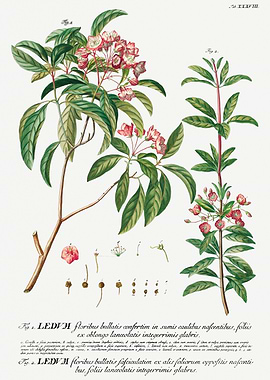 Botanical Illustration of Mountain Laurel