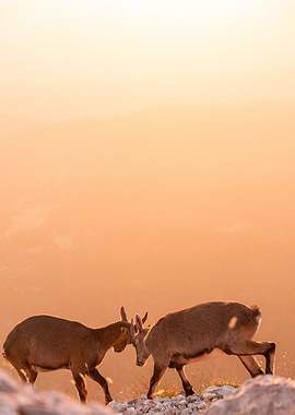 Two Ibex Sparring at Sunset