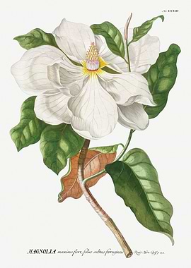 Magnolia Flower Botanical Illustration
