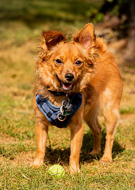 Happy Dog with Tennis Ball