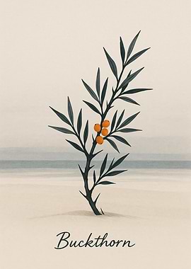 Buckthorn botanical illustration on beach