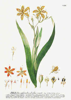 Botanical Illustration of Ixia Plant