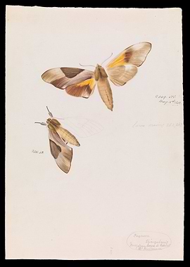 Two moths watercolor painting on paper