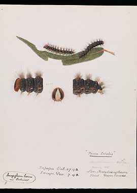 Teura Eristis Caterpillar Illustration