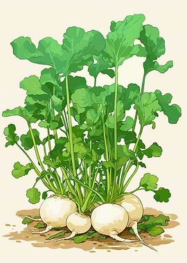 Turnip illustration with green leaves