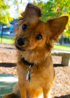 Cute Brown Dog Tilting Head