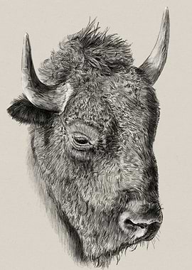 Detailed Bison Head Drawing