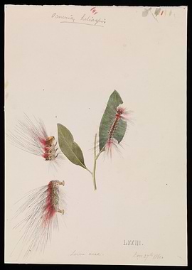 Oenistis Heliaspis Caterpillar Illustration